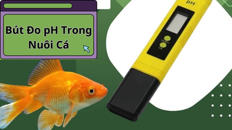 Bút Đo pH Trong Nuôi Cá: Tầm Quan Trọng Và Hướng Dẫn Sử Dụng Hiệu Quả