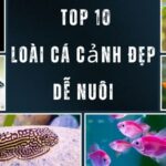 Cá Cảnh Đẹp Dễ Nuôi