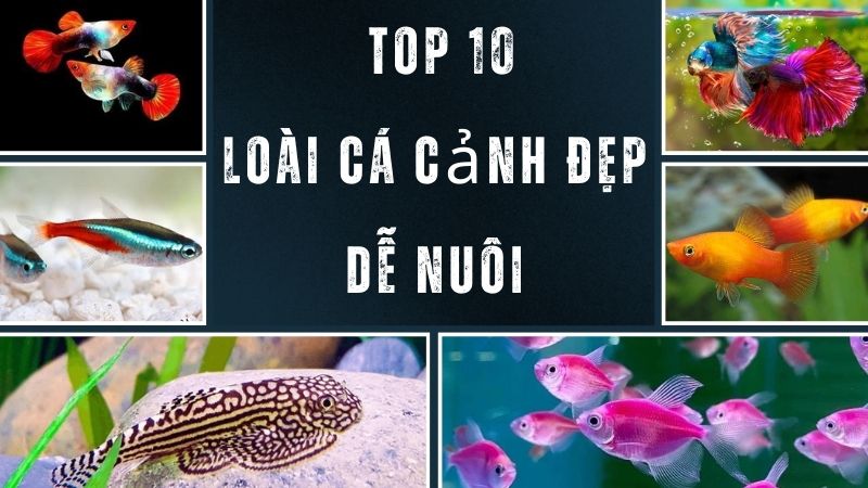 Top 10 Loài Cá Cảnh Đẹp Dễ Nuôi