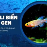 Cá Killi Biến Đổi Gen