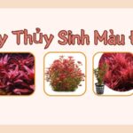 Cây thủy sinh màu đỏ