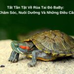 Tất Tần Tật Về Rùa Tai Đỏ BaBy: Cách Chăm Sóc, Nuôi Dưỡng Và Những Điều Cần Biết