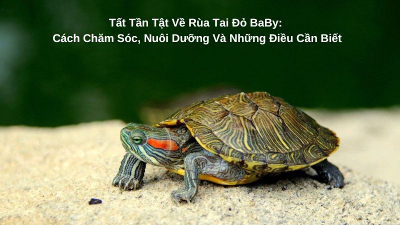 Tất Tần Tật Về Rùa Tai Đỏ BaBy: Cách Chăm Sóc, Nuôi Dưỡng Và Những Điều Cần Biết