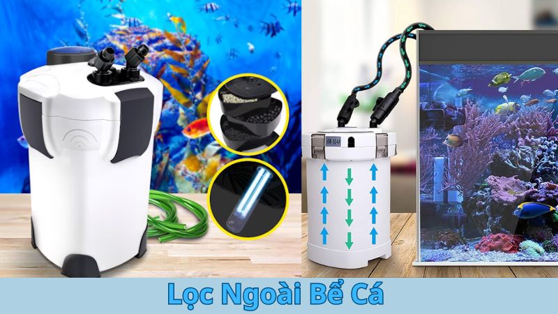 Lọc Ngoài Bể Cá: Giải Pháp Tối Ưu Để Giữ Môi Trường Sống Trong Lành Cho Cá Cảnh