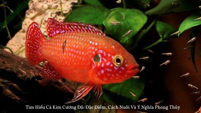 Tìm Hiểu Cá Kim Cương Đỏ: Đặc Điểm, Cách Nuôi Và Ý Nghĩa Phong Thủy