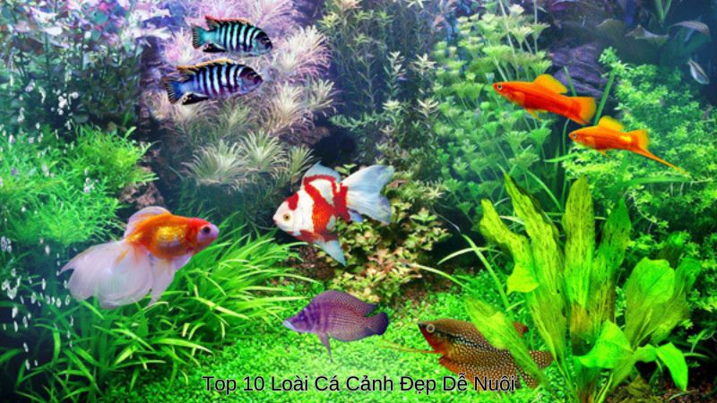 Top 10 Loài Cá Cảnh Đẹp Dễ Nuôi