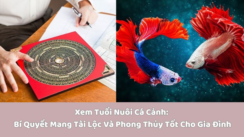 Xem Tuổi Nuôi Cá Cảnh: Bí Quyết Mang Tài Lộc Và Phong Thủy Tốt Cho Gia Đình