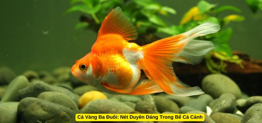 Cá Vàng Ba Đuôi: Nét Duyên Dáng Trong Bể Cá Cảnh